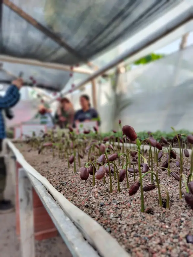 Germinación de semillas en vivero
