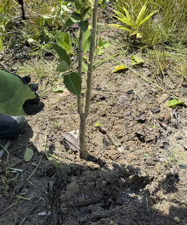 Plantación con fertilización de establecimiento