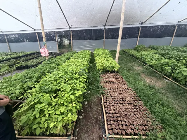 Vivero de especies nativas